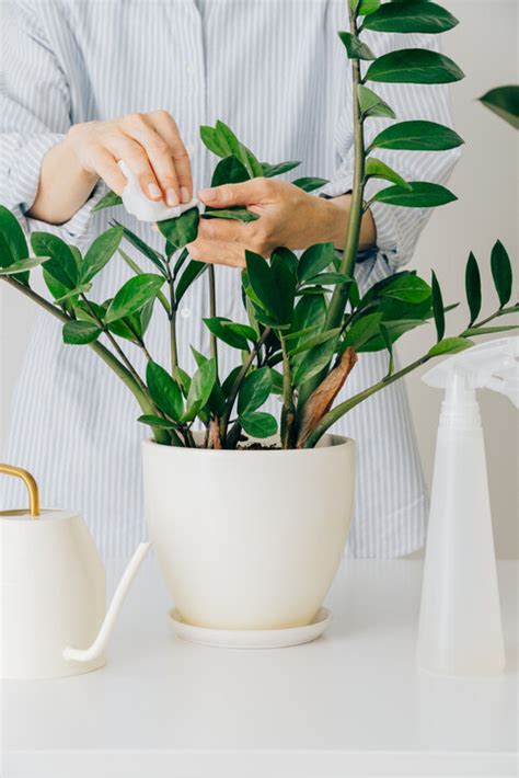 泥種植物風水|風水植物｜不只富貴竹！7款招財/招桃花植物推介+不可不知風水 